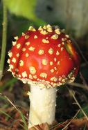 FlyAgaricToadstool